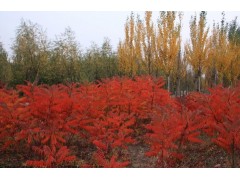 山东火炬苗 /优质火炬苗 /火炬苗基地