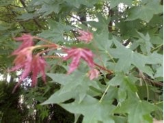 优质五角枫小苗 /绿化五角枫小苗 /五角枫小苗价格