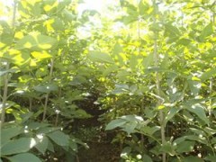 销售白蜡苗 /批发白蜡苗 /白蜡苗基地