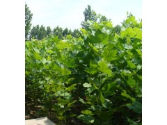 一流法桐苗 /最新法桐苗价格 /法桐苗基地