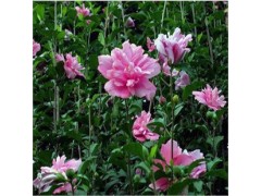 泰安木槿花苗、树 /木槿花价格 /木槿花基地