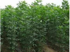 批发供应白蜡苗、泰安白蜡苗、白蜡苗价格