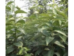 批发供应柿子苗 、柿子苗基地 、最新柿子苗价格