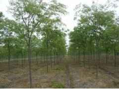 哪里有红榉树卖,红榉树价格多少钱现在,榉树价格新闻