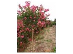 紫薇、紫薇价格确定 紫薇树价格确定