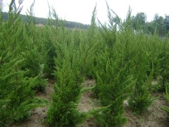 铁岭龙柏苗木价格,2米1龙柏价格,2米1龙柏苗木价格