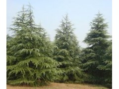 云南雪松价格,四川雪松价格,江西雪松价格