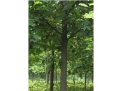 7公分-9公分马褂木价格多少钱现在