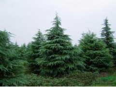 雪松价格行情动态参考,3米-8米雪松价格多少钱