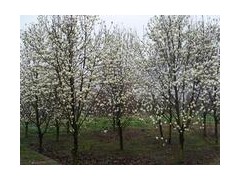 12CM白玉兰苗木_12CM白玉兰苗木价格,白玉兰价格