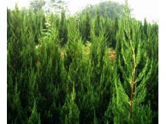 当年龙柏小苗价格,营养钵龙柏小苗价格,龙柏小苗种植基地