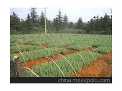 看似上涨雪松小苗价格,雪松小苗基地