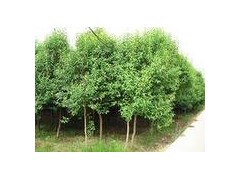 1公分大叶女贞价格 1公分大叶女贞价格包上车多少钱