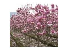 今年红玉兰价格包上车多少钱,南京红玉兰价格