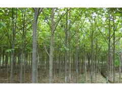 马褂木苗圃直销基地,马褂木价格