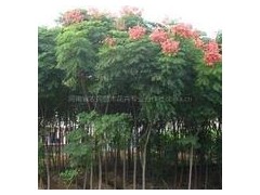 全国供应栾树价格报价,栾树7-15公分栾树价格