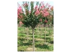 观赏紫薇树价值 紫薇树价格 紫薇基地