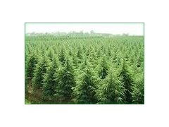 装车的雪松价格最新报价,雪松树价格基地