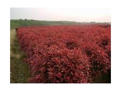 独干2米3米2.5米4米红叶石楠球现在价格