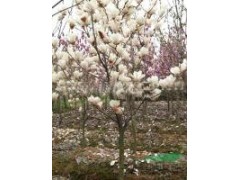 13公分白玉兰多少钱,节杆白玉兰价格报价