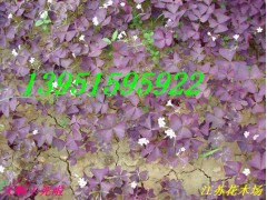 紫叶炸酱草红花醡浆草葱兰草麦冬草鸢尾玉簪金娃娃萱草等质优价廉