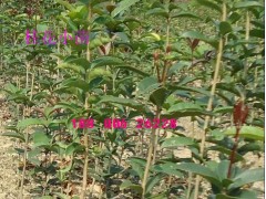 桂花小苗金桂小苗丹桂小苗桂花种子芍药小苗玫瑰小苗牡丹小苗