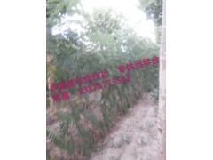 低价供应 优质合欢苗