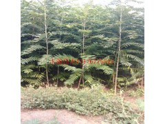 春树 千头树 红叶椿 法桐