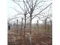 北栾 截杆2年冒北栾 北栾苗20万