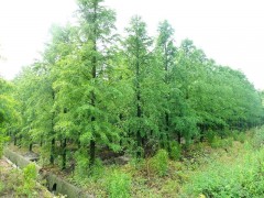 产品供应落羽杉/落羽杉报价