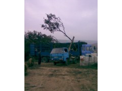 榉树价格优势/榉树价格优惠