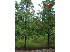 直销杜英价格/最新杜英价格