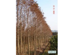 落羽杉/中山杉价格供应/最新落羽杉价格供应