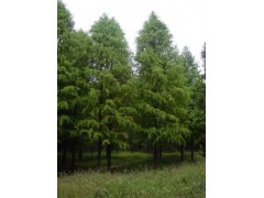 最新落羽杉价格供应/落羽杉价格/落羽杉基地