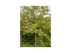 枫香信息/南京枫香/枫香产地/