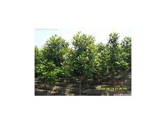 现在最新广玉兰价格/广玉兰价格