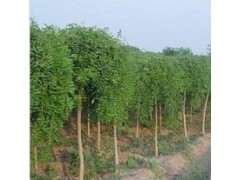 供应龙爪槐