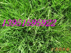 怎样管理马尼拉剪股颖四季青高羊茅早熟禾狗牙根草坪养护方法