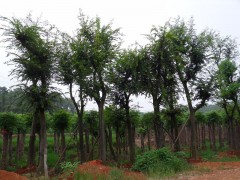 朴树价格行情,野生骨架朴树,骨架朴树