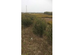 急售3-6分枝卫矛、卫矛球1米-2米、卫矛小苗