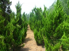 供应1米-2米-2.5米-3米高杆龙柏,大龙柏,嫁接龙柏量大