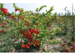 贴梗海棠贴梗海棠苗贴梗海棠球铁梗海棠红花白花