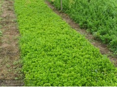 黄杨小苗,瓜子黄杨小苗