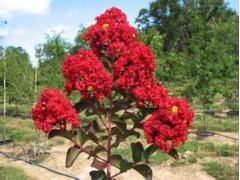 红火箭紫薇小苗