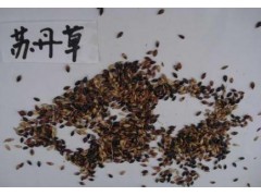 苏丹草种子价格