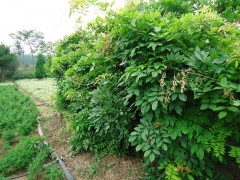 紫藤,日本紫藤,紫藤基地,藤本植物,葡萄架用植物