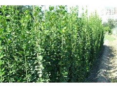 1.5米蜀侩1.8米蜀侩1米蜀侩