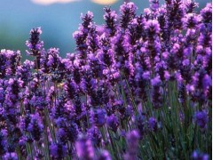 山东薰衣草