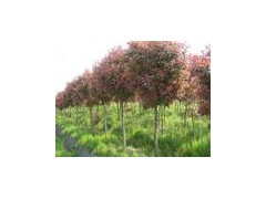 红叶石楠哪里最便宜 红叶石楠最新信息