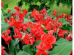 北京草花=北京草花批发=北京草花基地=北京草花